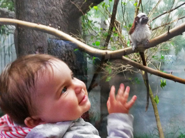 Eloise has a marmoset pal at Prospect Park Zoo!